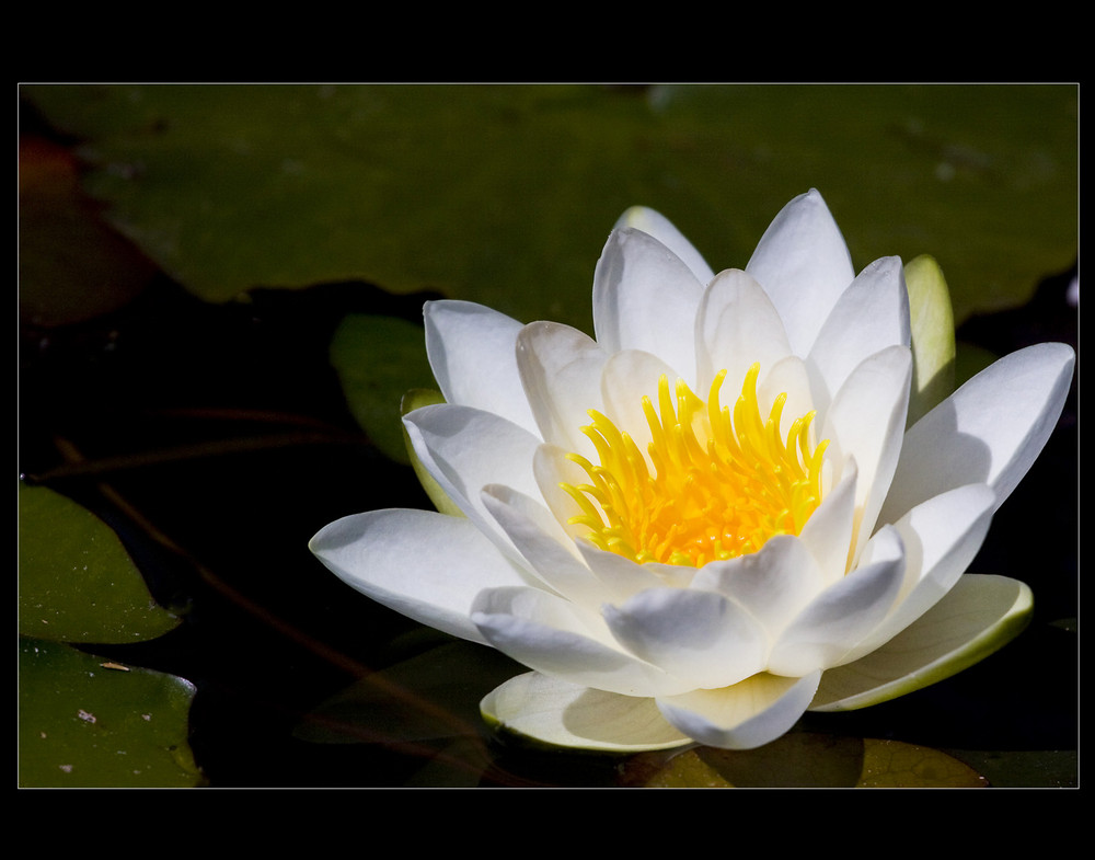 Seerose von Nachbarsteich