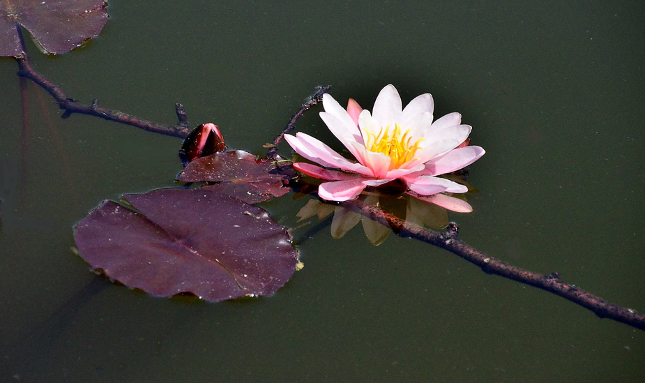 Seerose - Westfalenpark, Dortmund 1