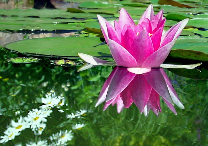 Seerose, wie sie der Frosch sieht