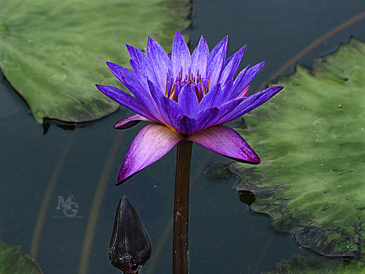 Seerose, Wilhelma Stuttgart