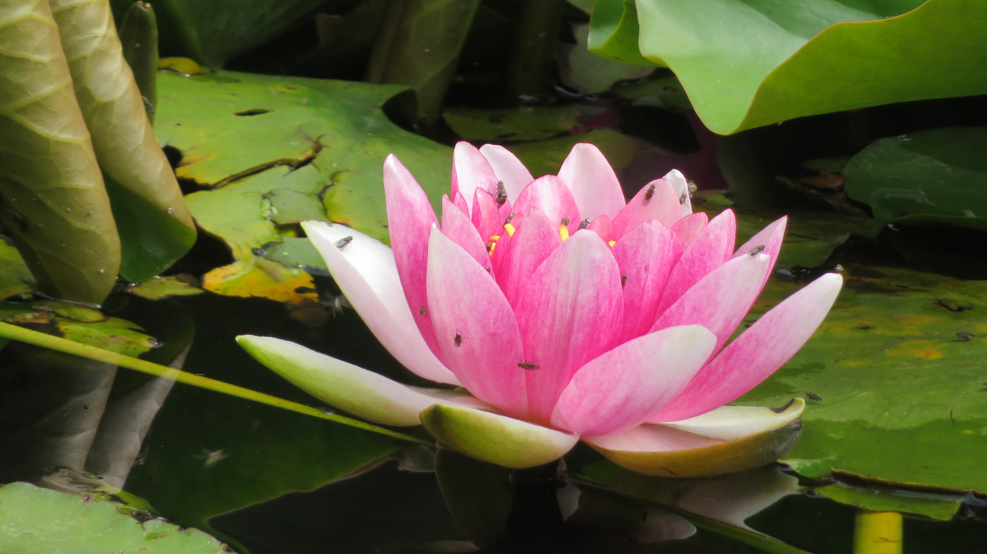 Seerose wunderbar
