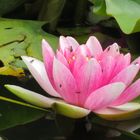 Seerose wunderbar