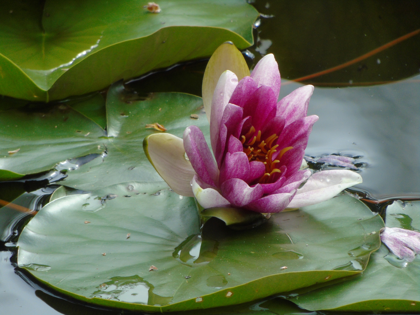 Seerose zu Pfingsten