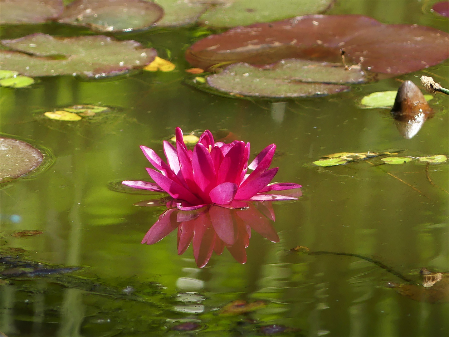 Seerose zum Blumenmittwoch