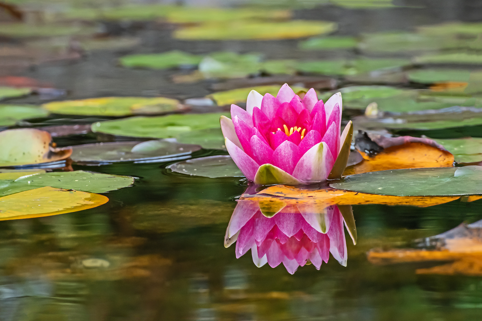 Seerose zum Spiegeltag