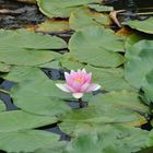 Seerose_20180823_121155_