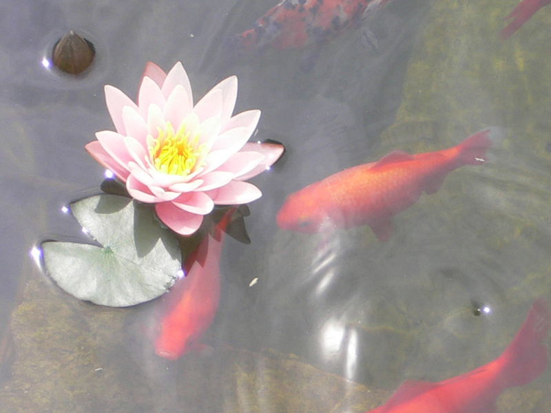 Seerose+Fische=?