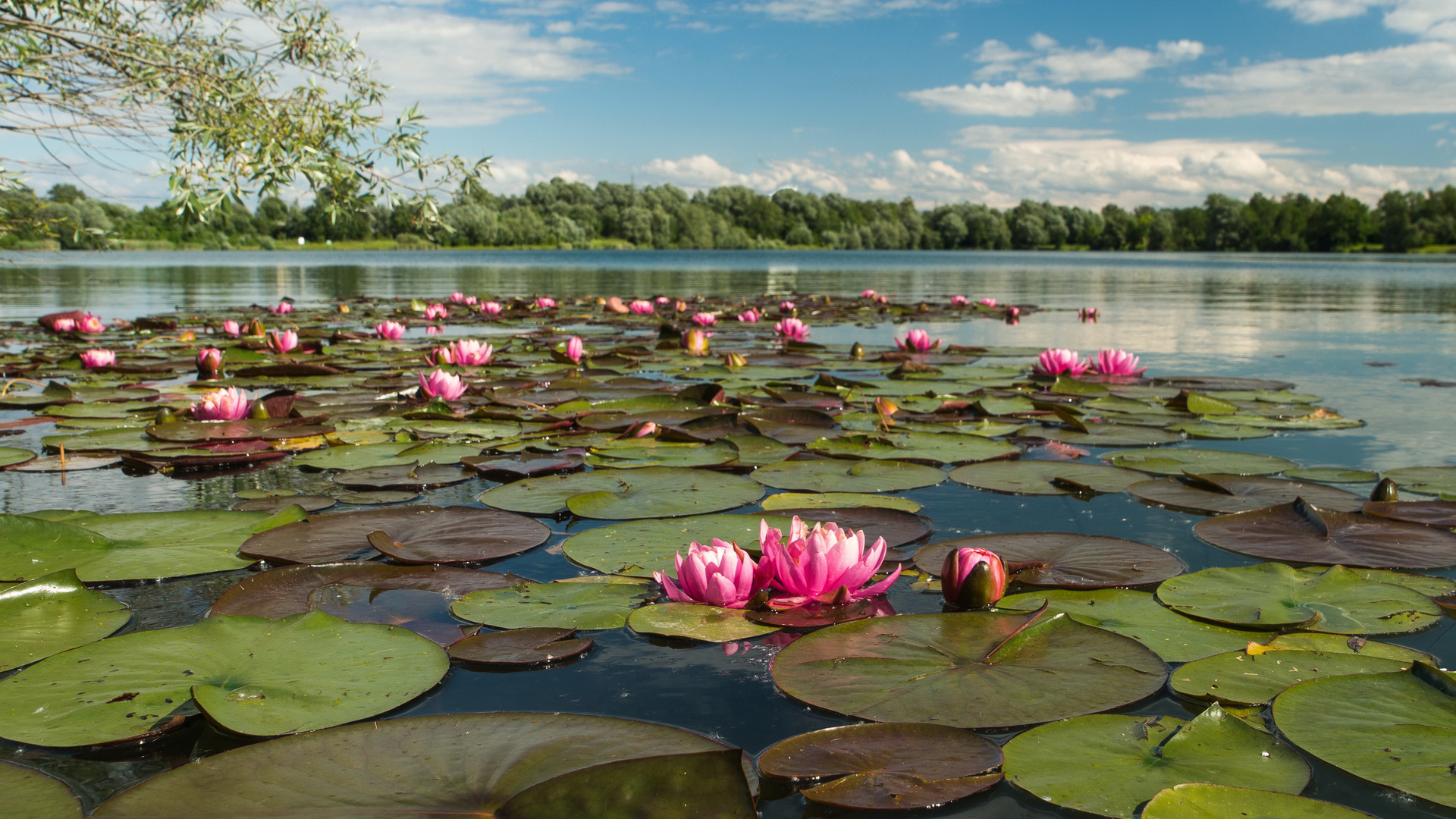 Seerosen am Auensee