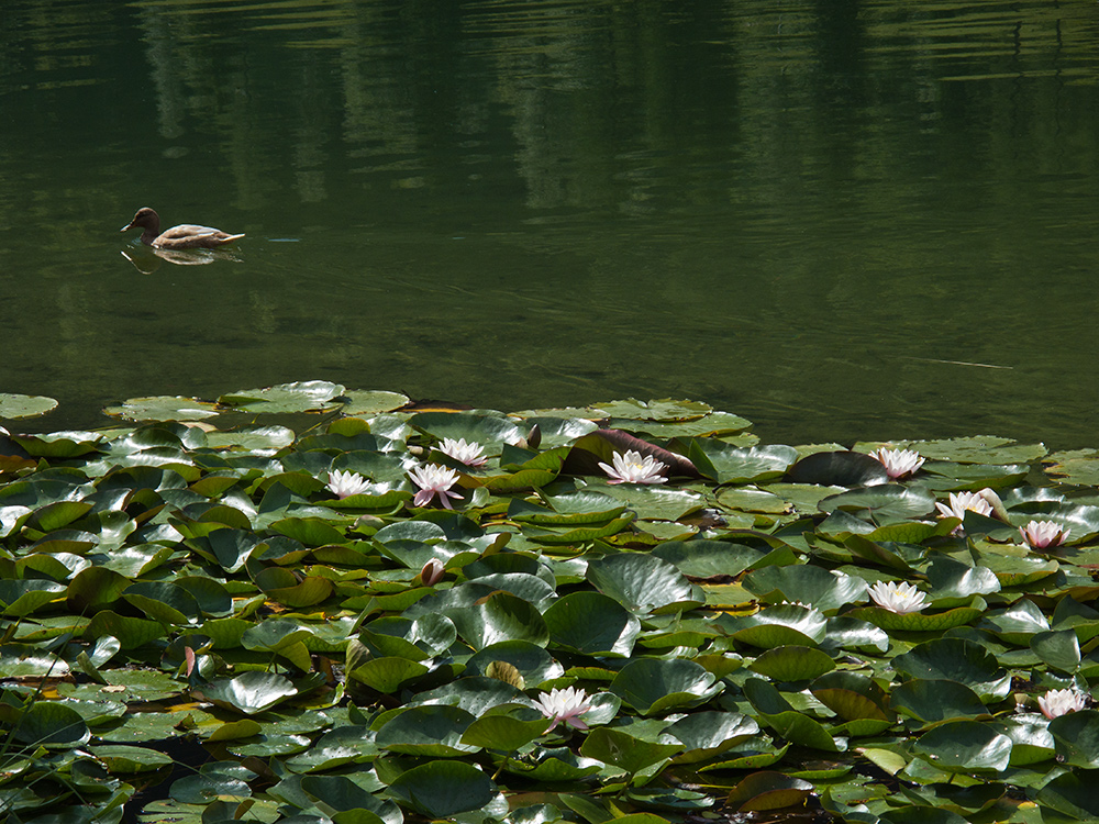 Seerosen am Ferchensee