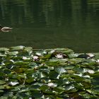 Seerosen am Ferchensee