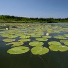 Seerosen am Hartsee