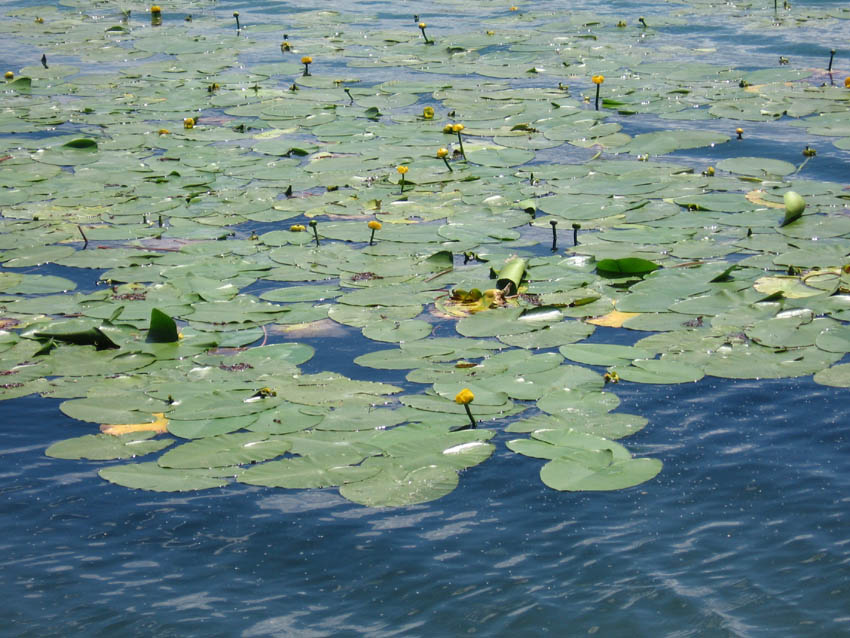 Seerosen auf dem Baggersee