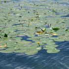 Seerosen auf dem Baggersee