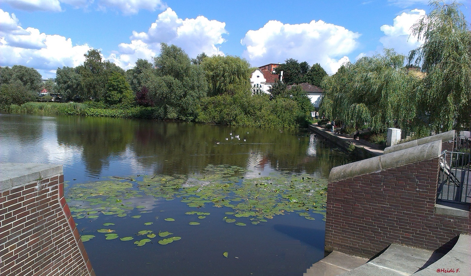 Seerosen auf dem Mühlensee