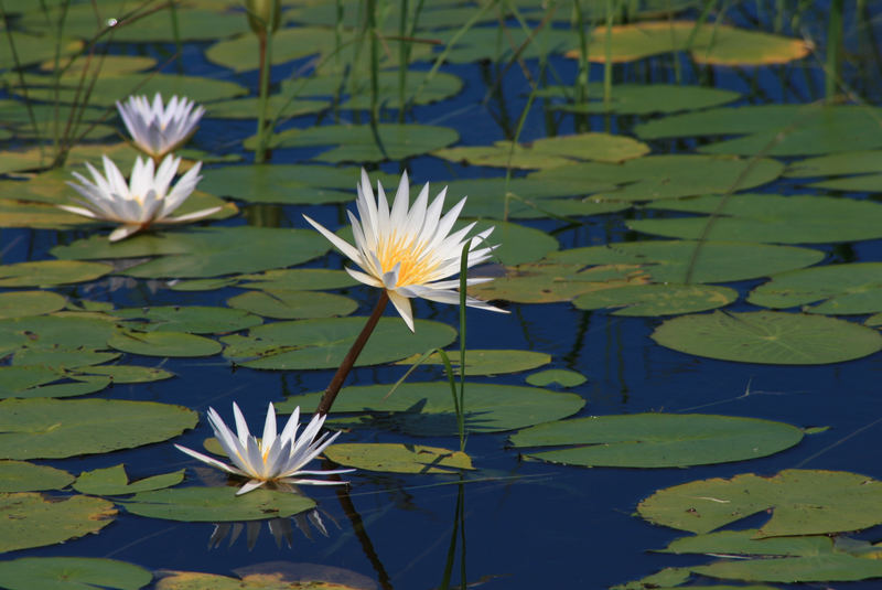 Seerosen auf dem Okavango