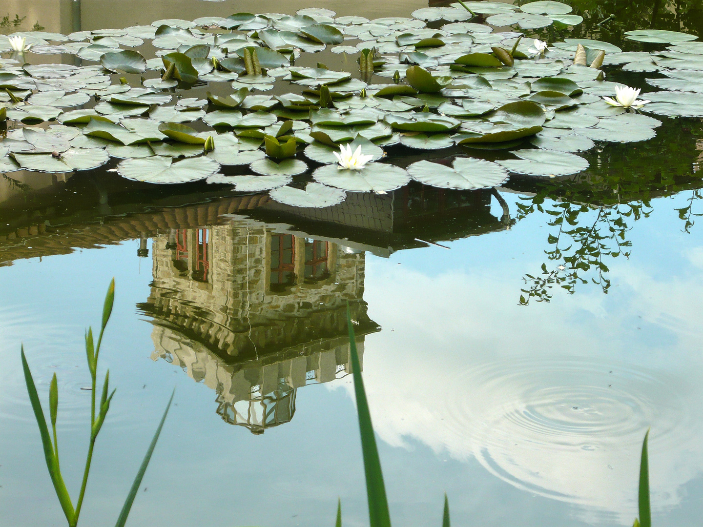 Seerosen auf dem Schlossteich