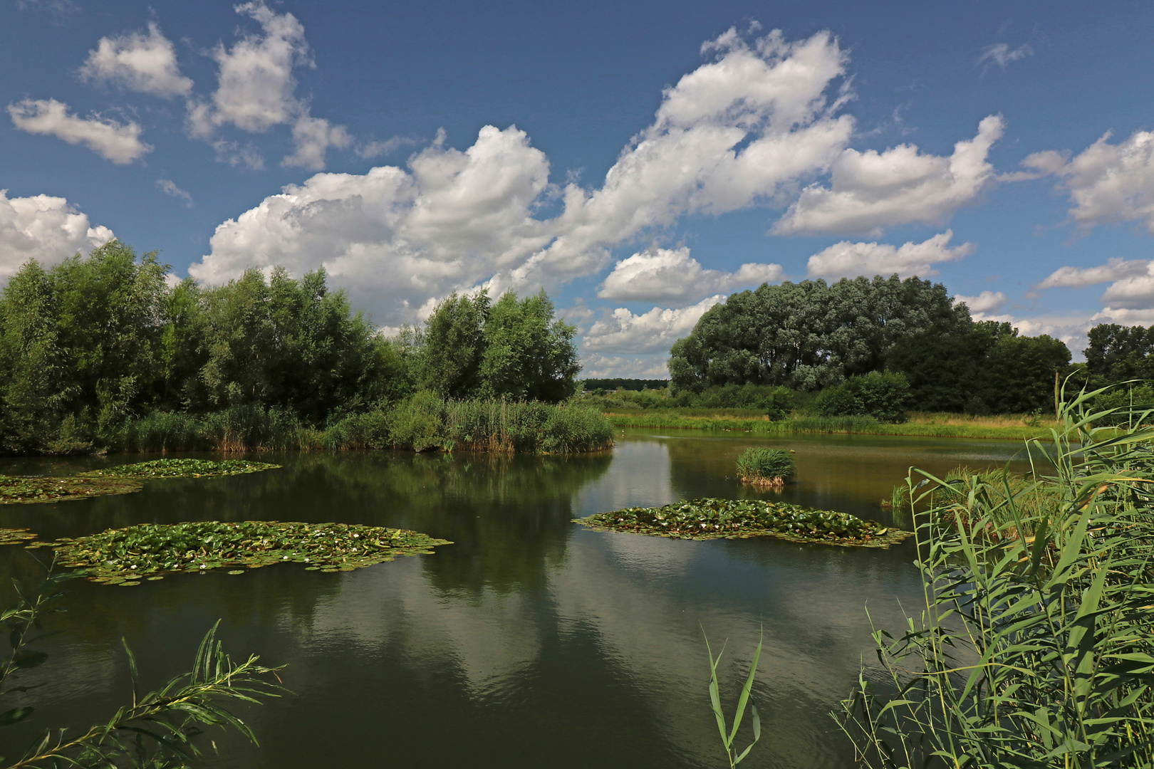 Seerosen auf dem Teich