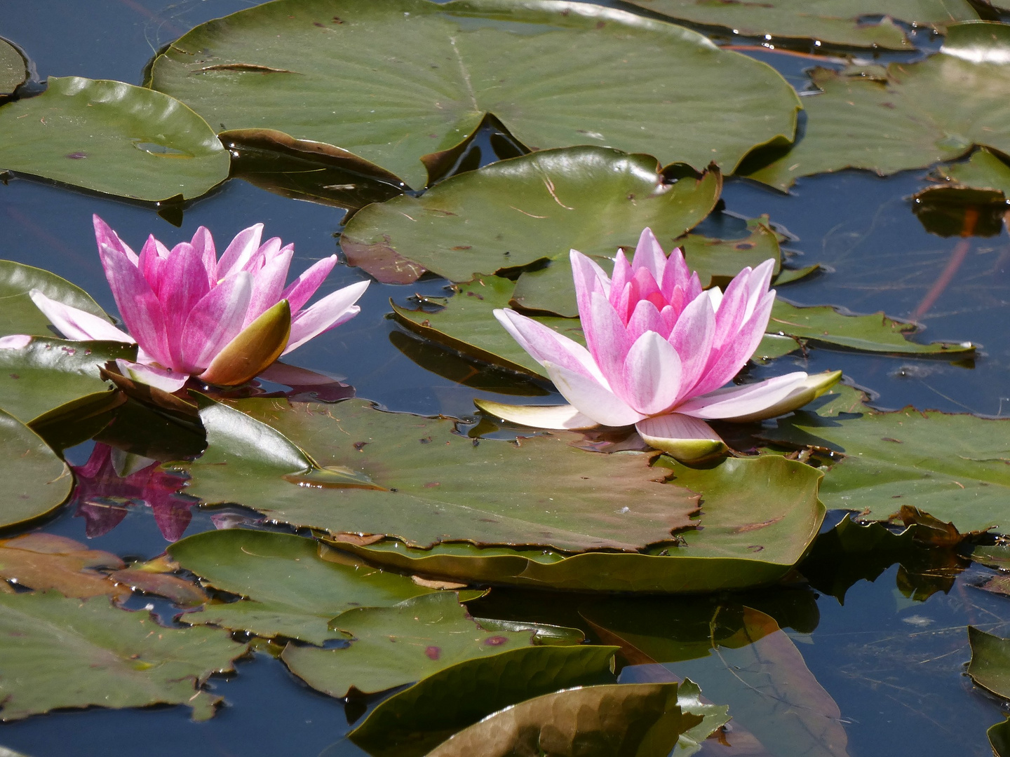 Seerosen auf einem Teich in der Hammer Lippeaue