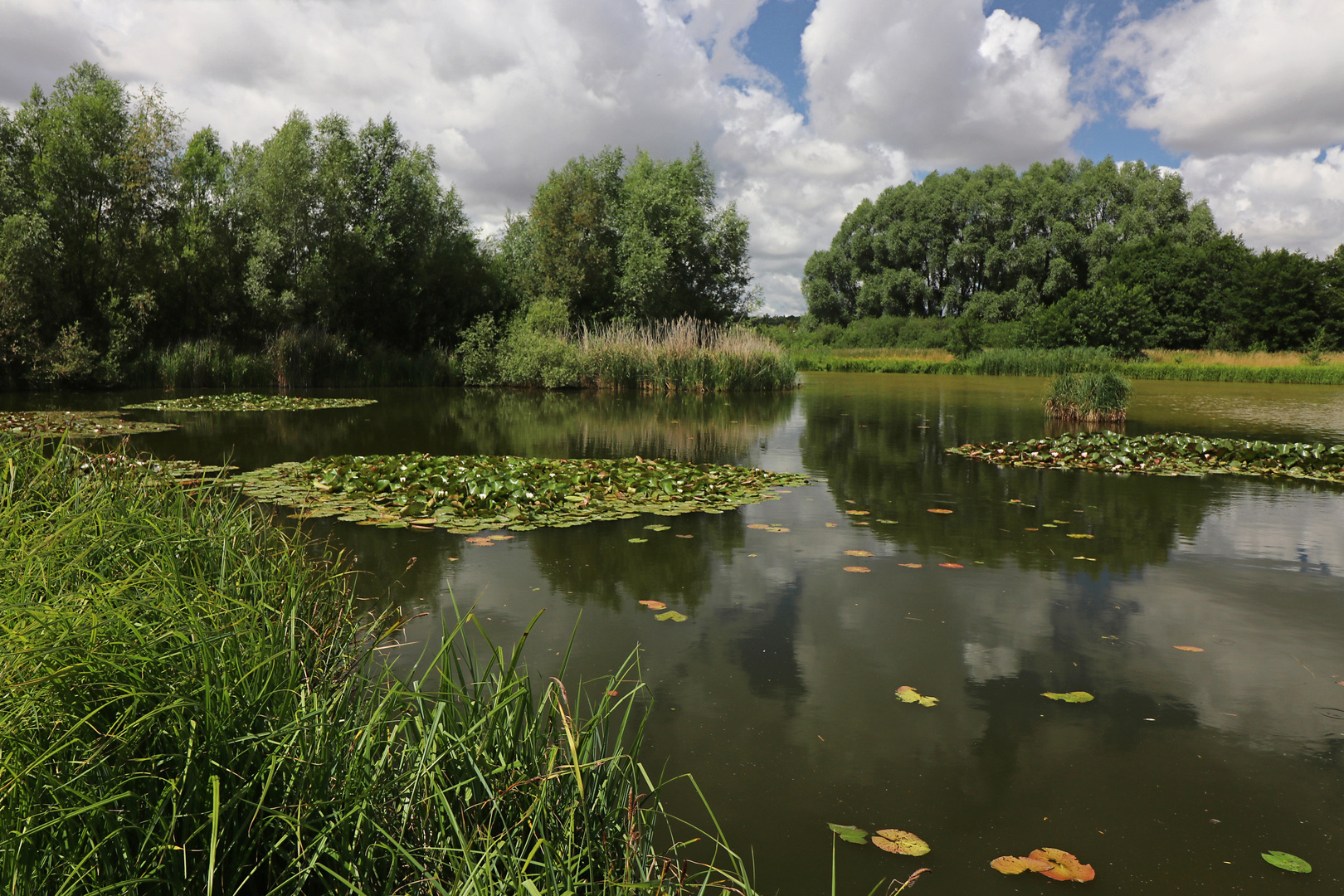 Seerosen auf spiegelndem Wasser