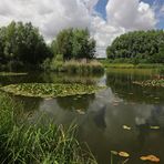 Seerosen auf spiegelndem Wasser