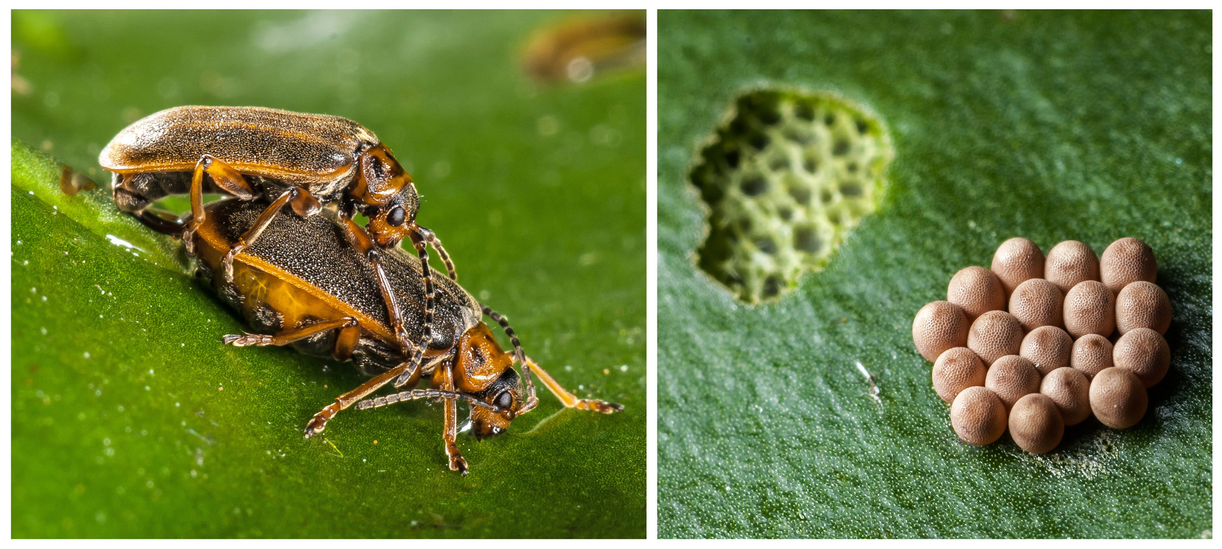 Seerosen- Blatt  Käfer mit  Gelege