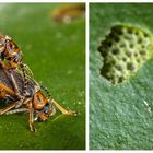 Seerosen- Blatt  Käfer mit  Gelege