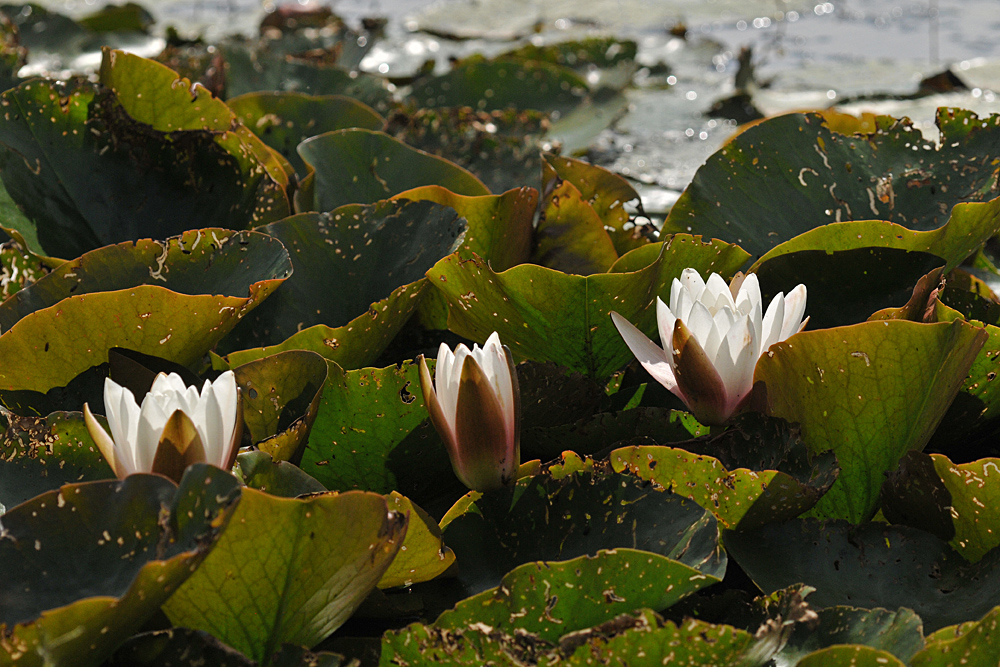 Seerosen – Blüten – Dreier