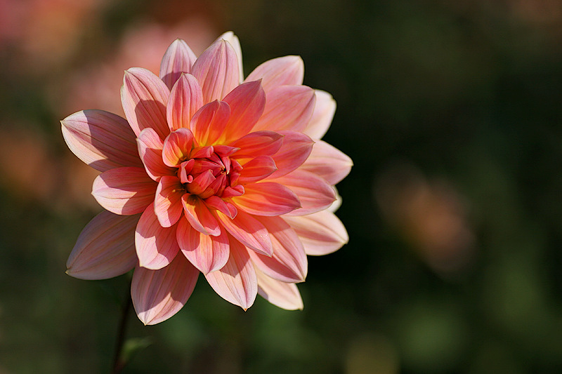 Seerosen Dahlie (Dahlia "Yvonne")