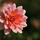 Seerosen Dahlie (Dahlia "Yvonne")