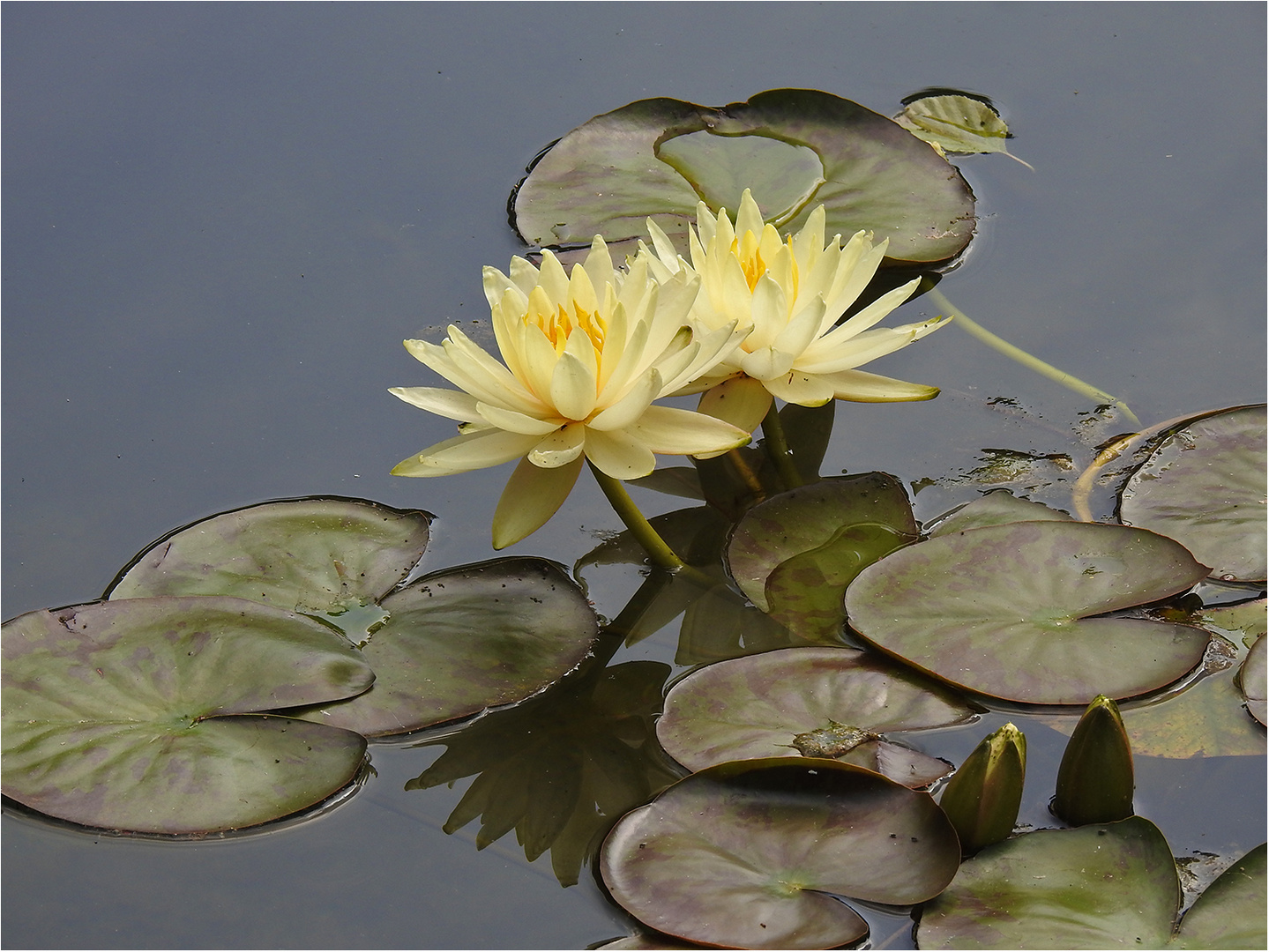 Seerosen-Duo mit Spiegelung