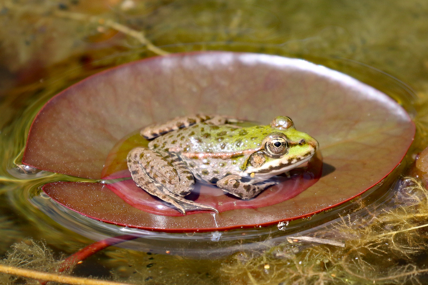 Seerosen Frosch Foto & Bild tiere, wildlife, amphibien & reptilien
