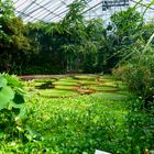 Seerosen im botanischen Garten