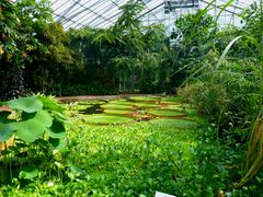 Seerosen im botanischen Garten