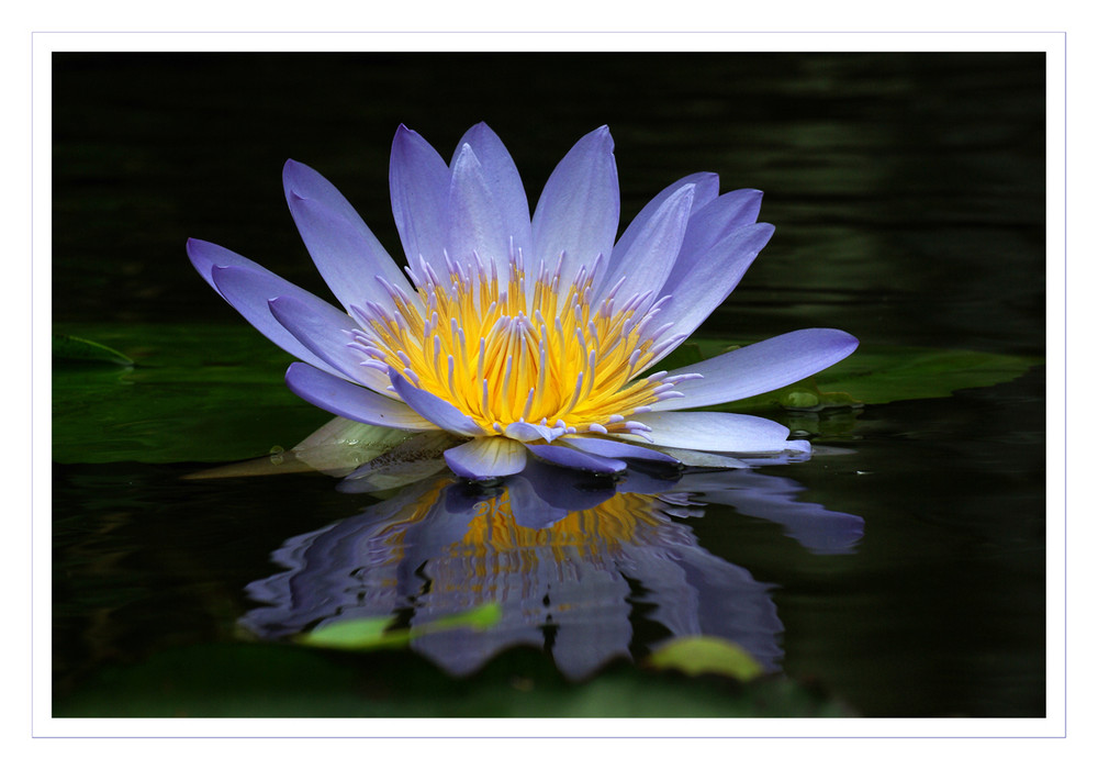 Seerosen im Botanischen Garten Erlangen