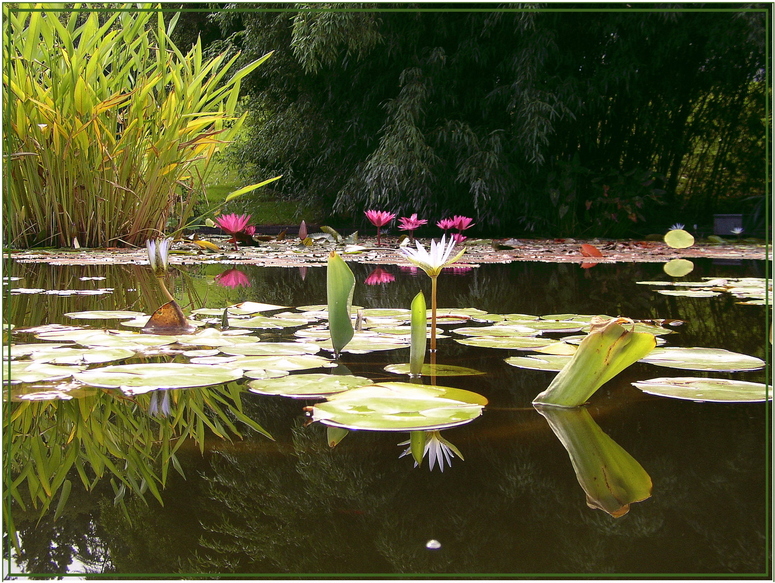 Seerosen im Botanischen Garten in Freiburg