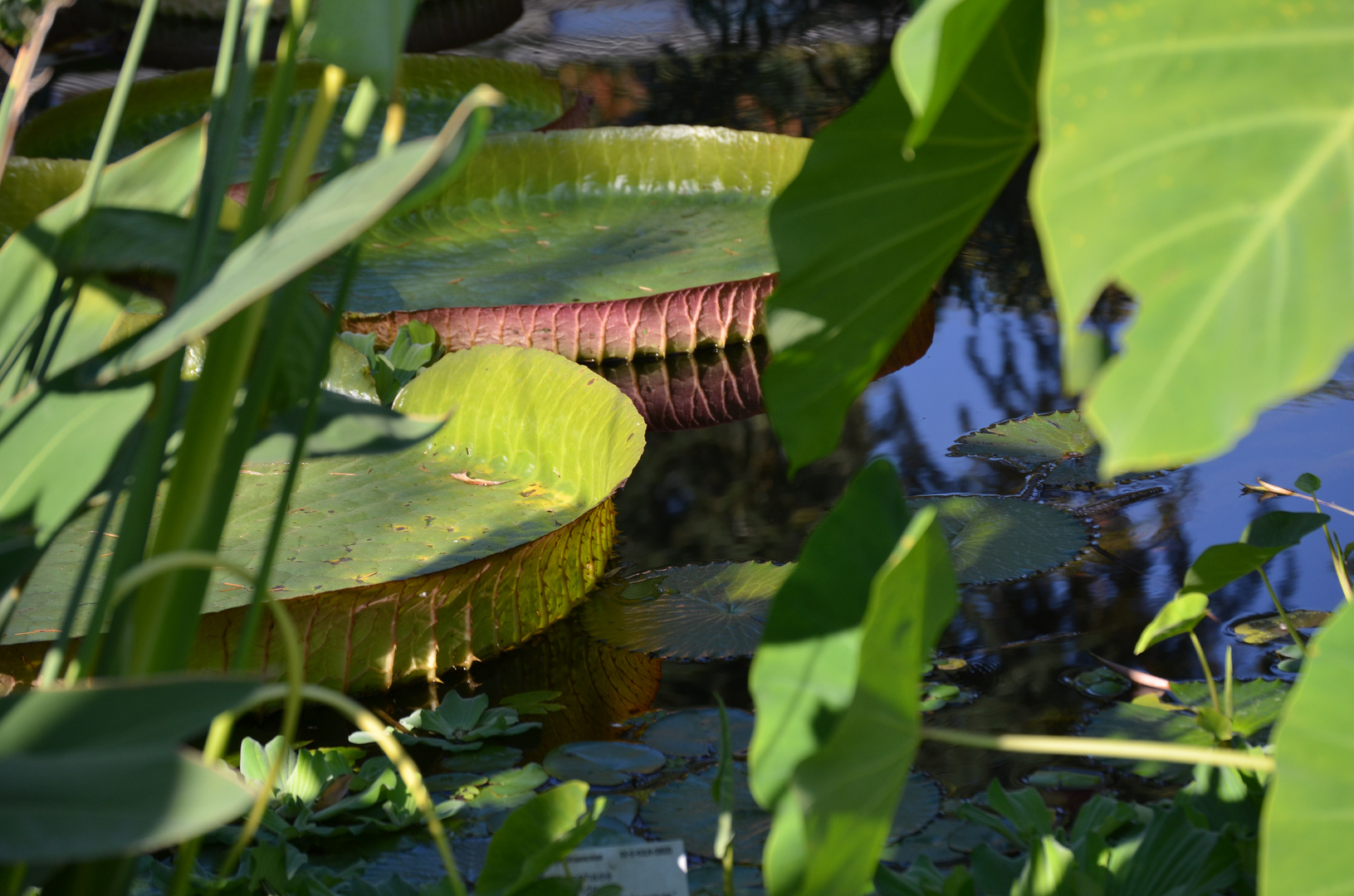 Seerosen im Botanischen Garten Köln