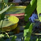 Seerosen im Botanischen Garten Köln