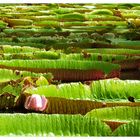 Seerosen im botanischen Garten von Pamplemousses, Mauritius