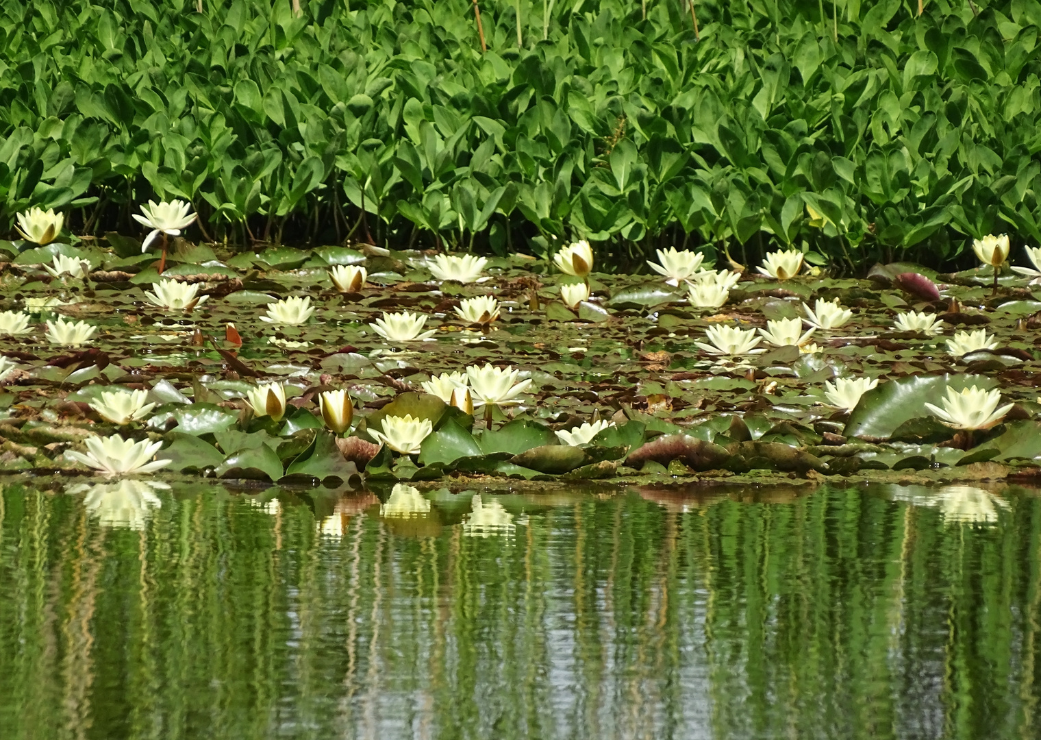 Seerosen im Dorfteich