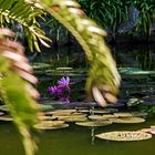 Seerosen im Garten La Mortella (Ischia)