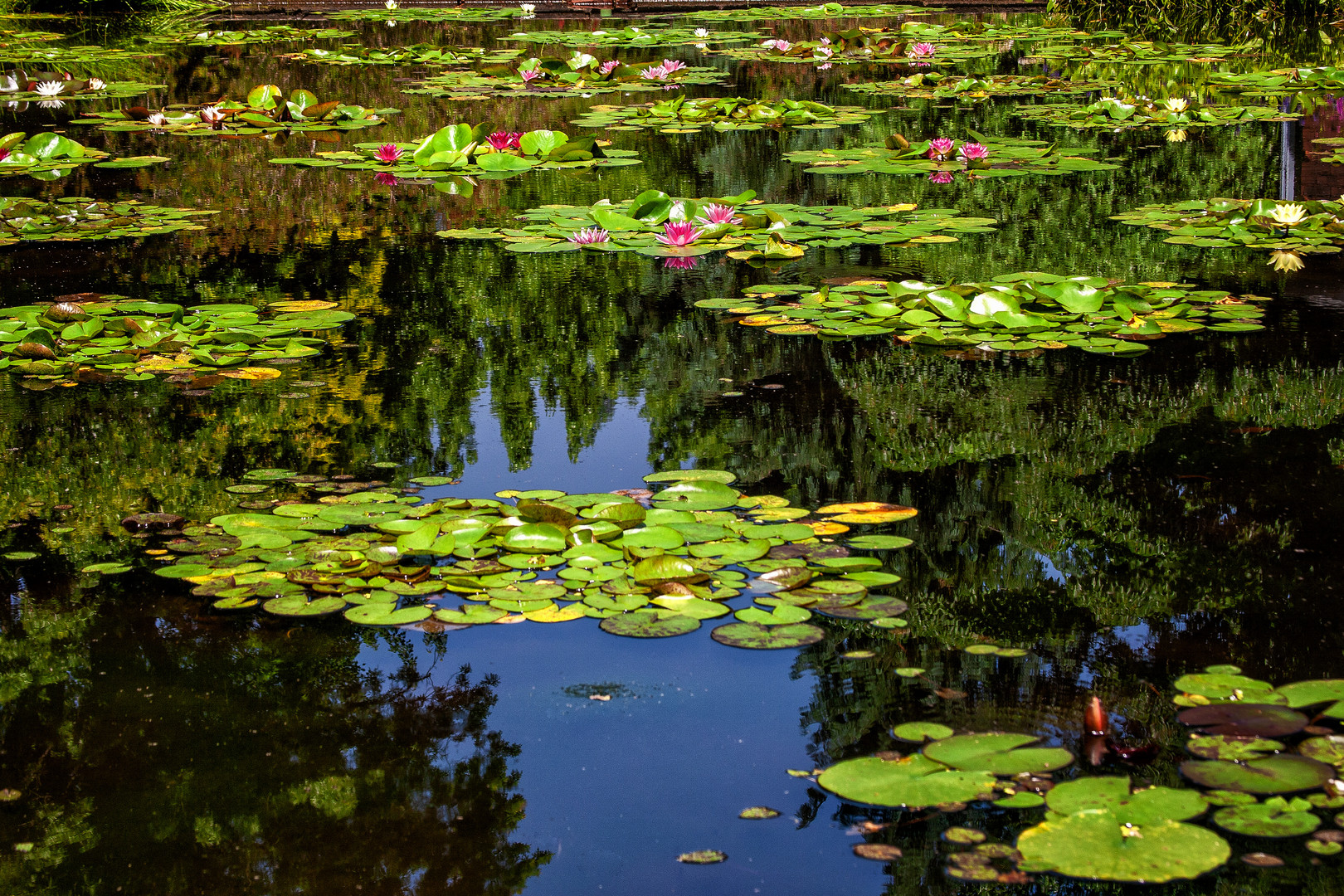 Seerosen im Garten Villa Taranto