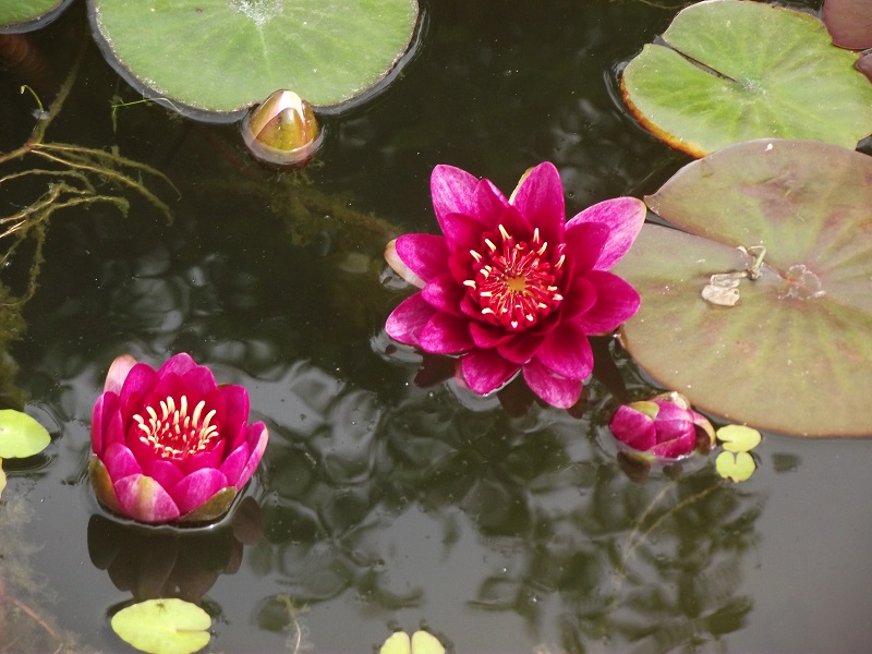 Seerosen im Gartenteich