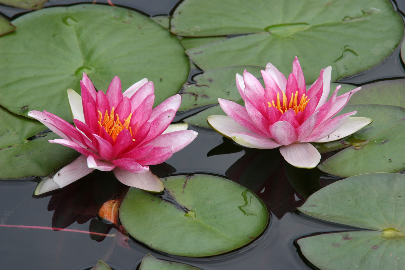 Seerosen im Gartenteich