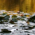 Seerosen im Herbst