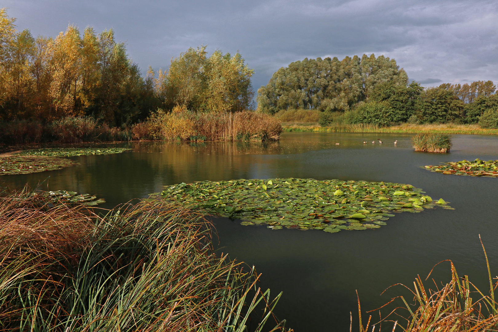 Seerosen im Herbstlicht