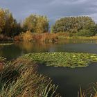 Seerosen im Herbstlicht