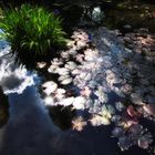 Seerosen im Japanischen Garten