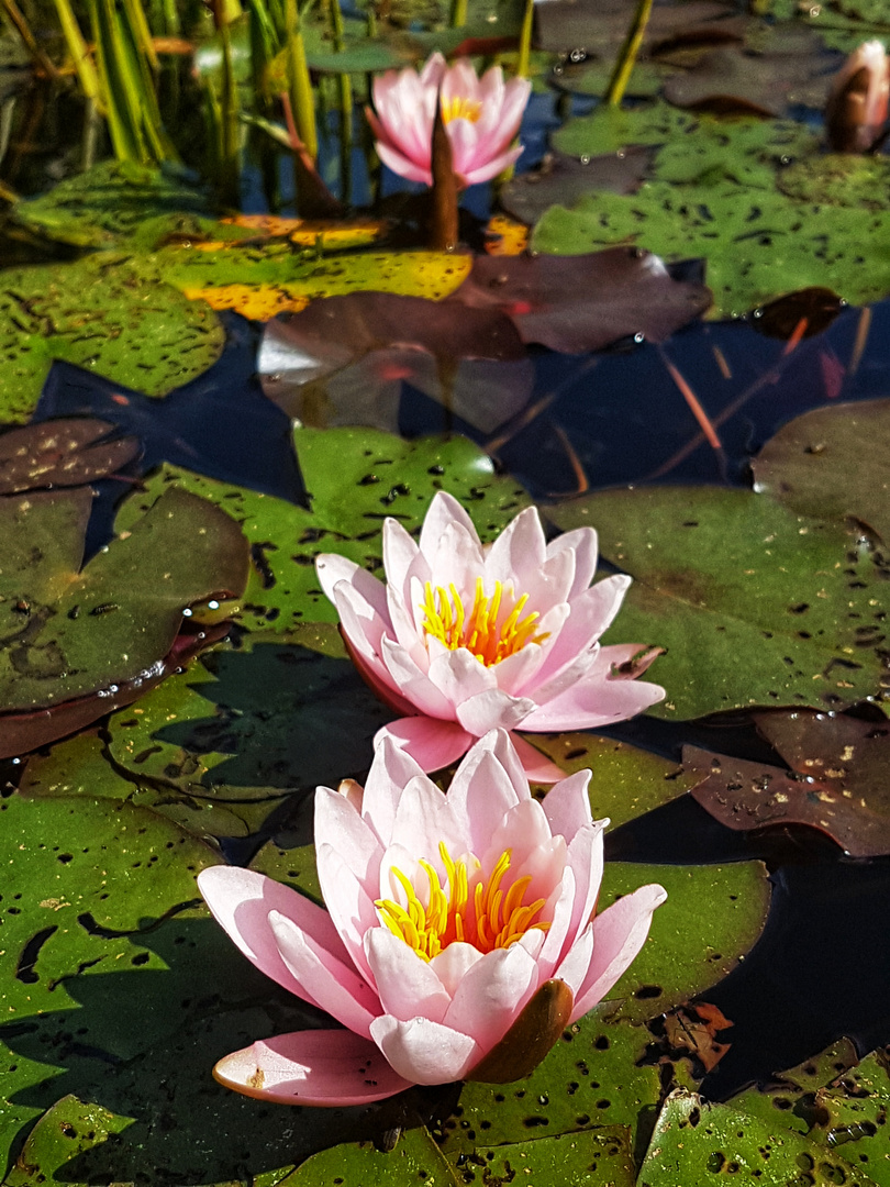 Seerosen im Park der Gärten