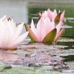 Seerosen im Regen