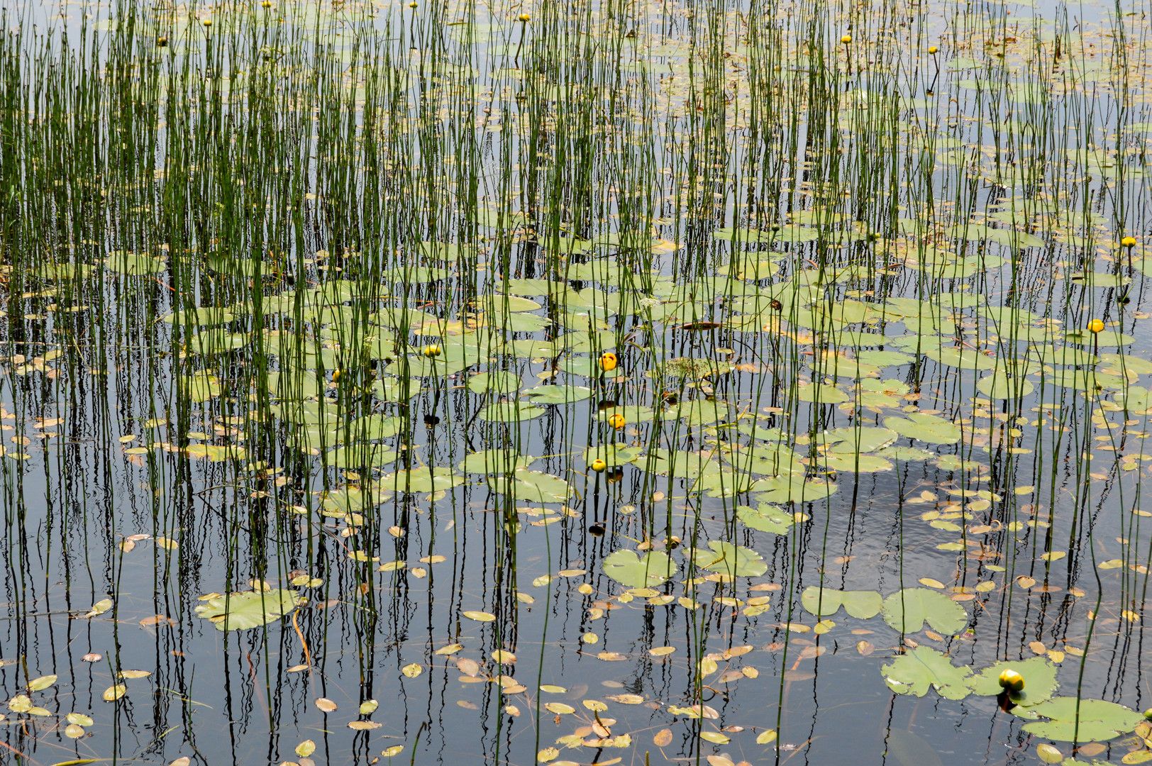 Seerosen im Schilf